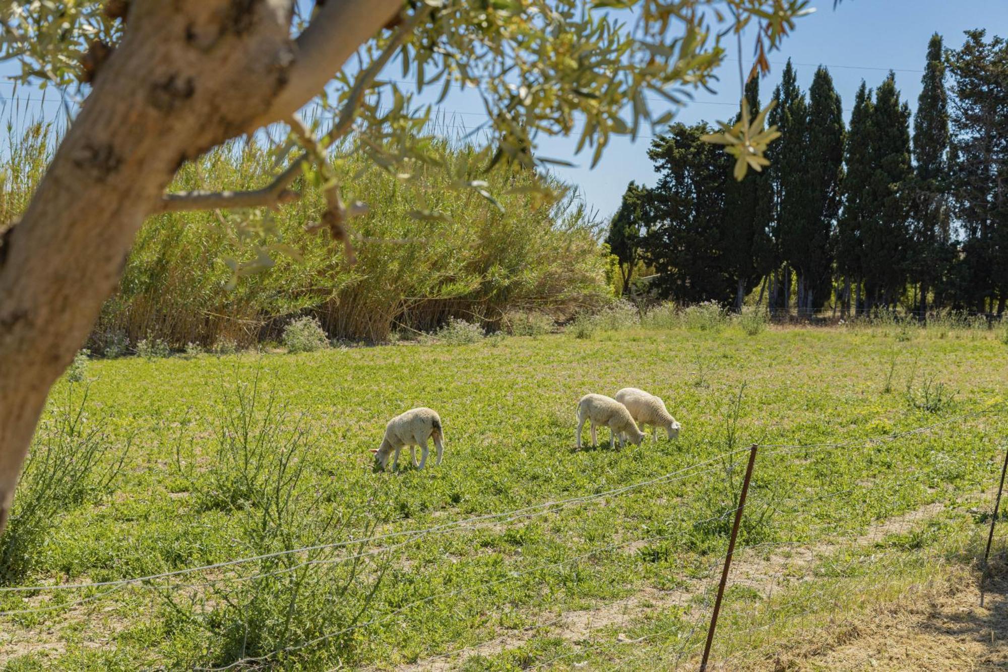 אלקודיה Villa Can Gosp / Sa Caseta D'En Mateu מראה חיצוני תמונה